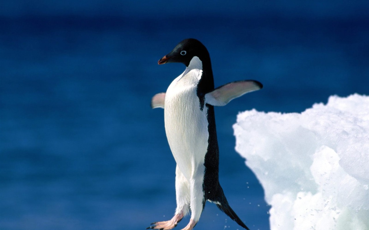 Penguin Foto Wallpaper #18 - 1280x800