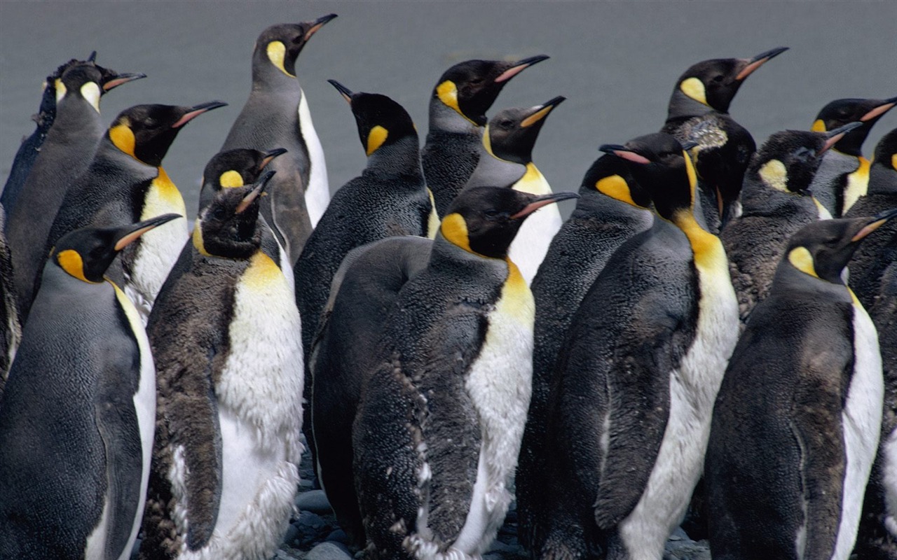Penguin Photo Wallpaper #21 - 1280x800