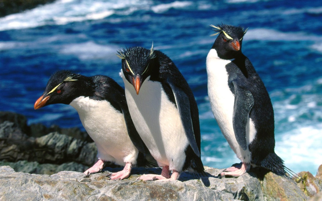 Penguin Foto Wallpaper #22 - 1280x800
