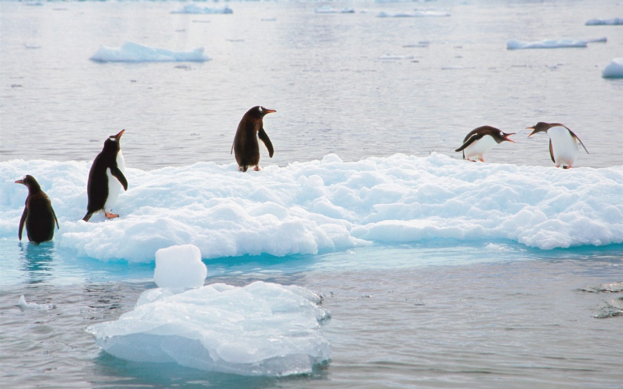 ペンギン写真の壁紙 #25 - 1280x800