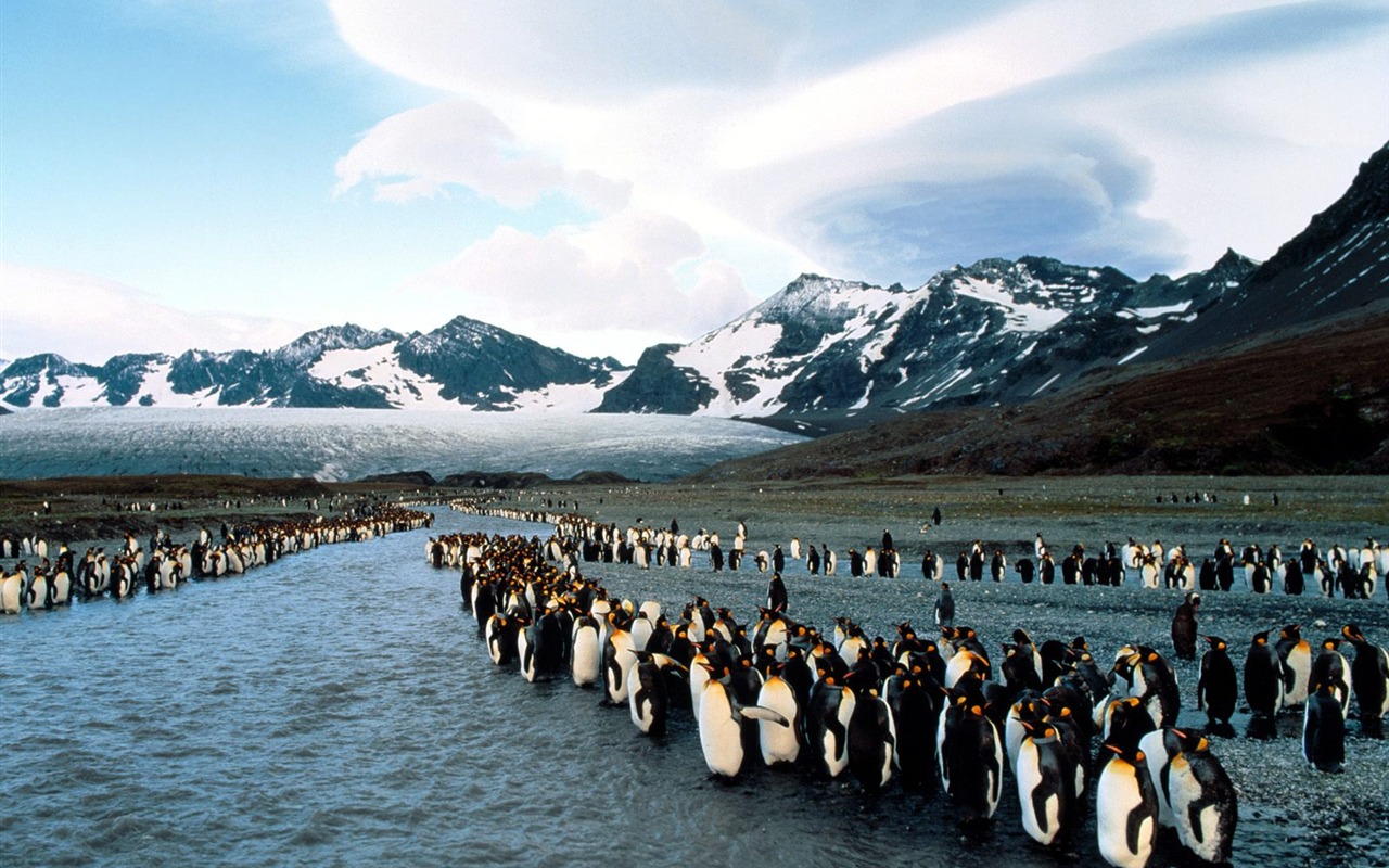 Penguin Foto Wallpaper #26 - 1280x800