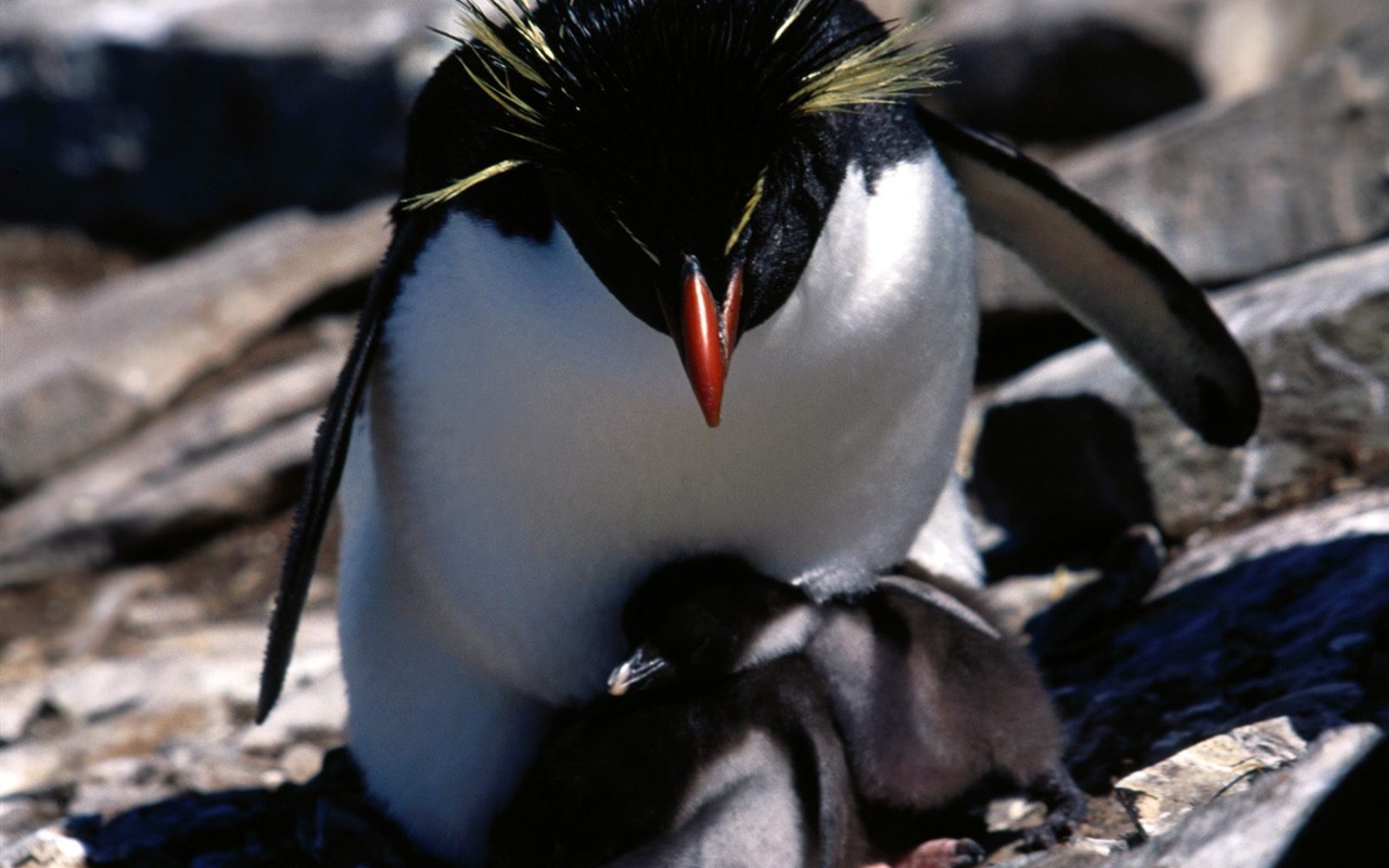 Penguin Fondos de Fotografía #27 - 1280x800