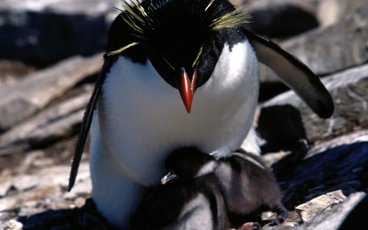 ペンギン写真の壁紙 #27 - 1280x800