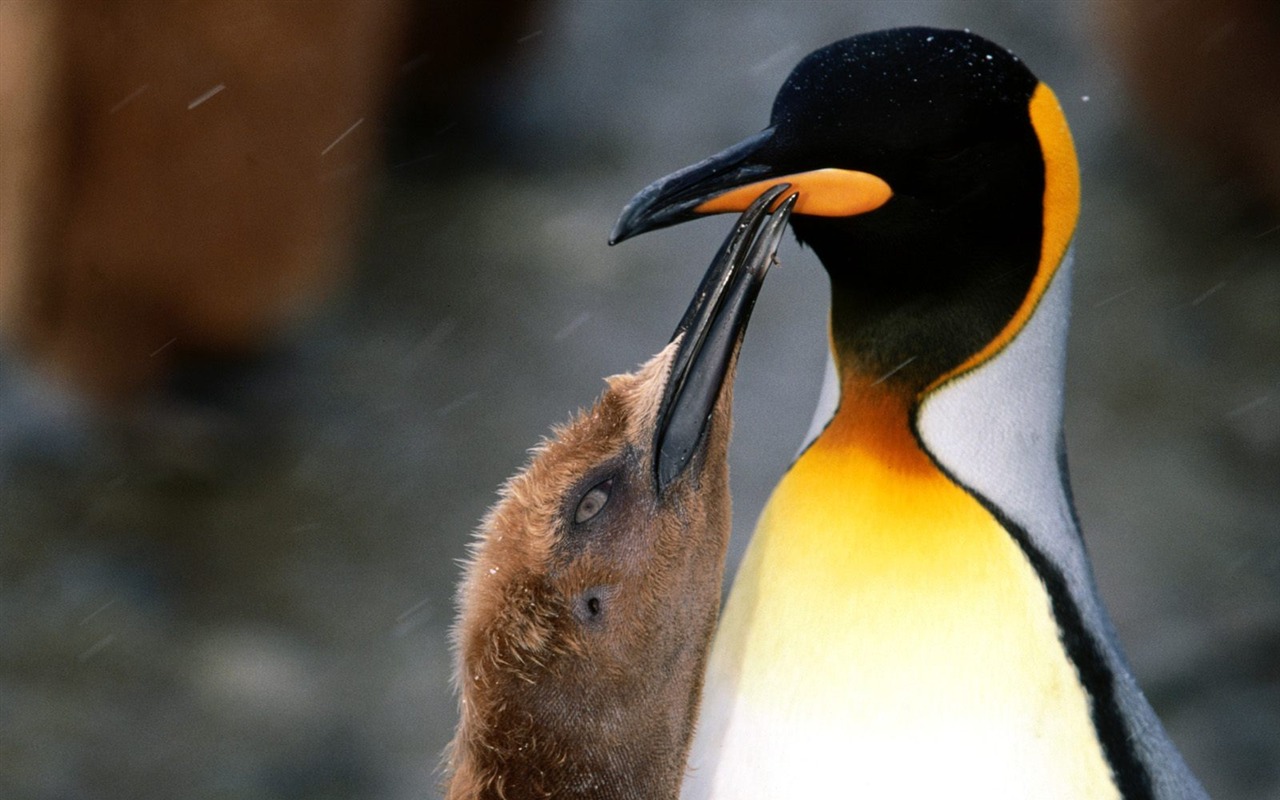 ペンギン写真の壁紙 #28 - 1280x800