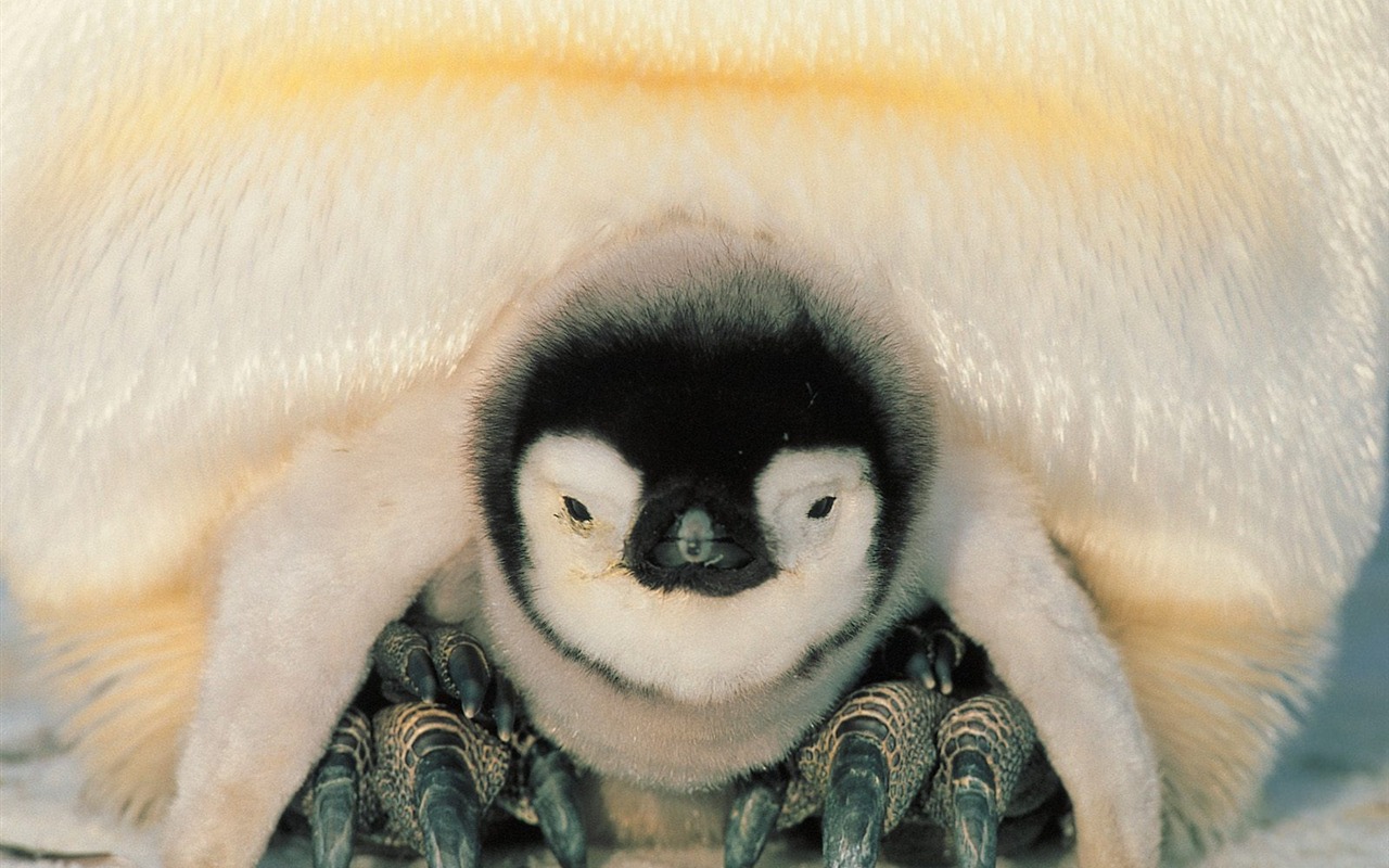 Penguin Foto Wallpaper #29 - 1280x800