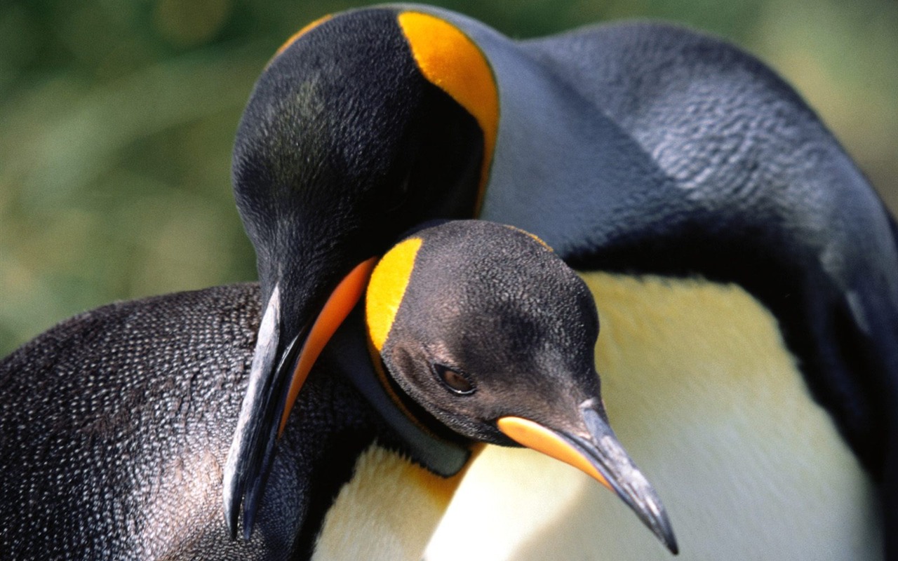 Penguin Foto Wallpaper #30 - 1280x800