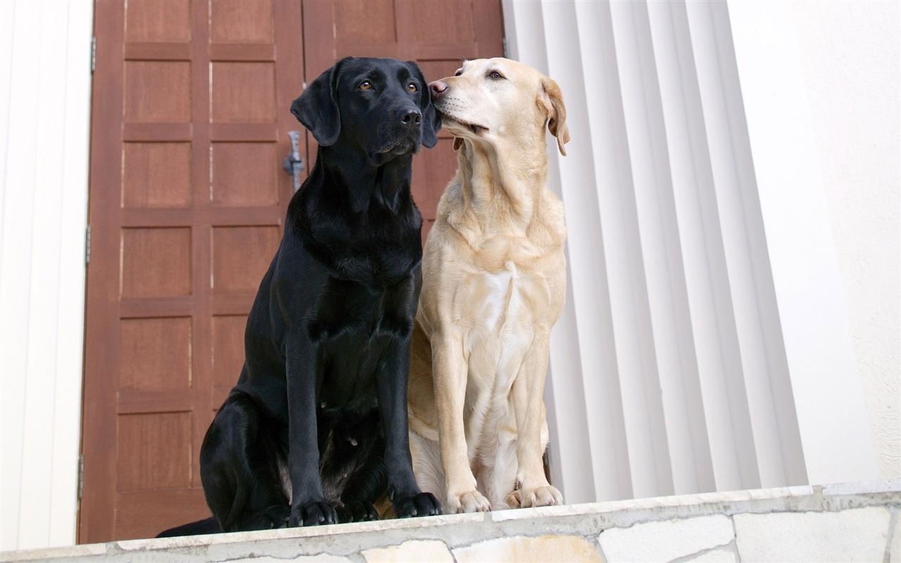 Puppy Foto HD Tapety na plochu (4) #3 - 1280x800