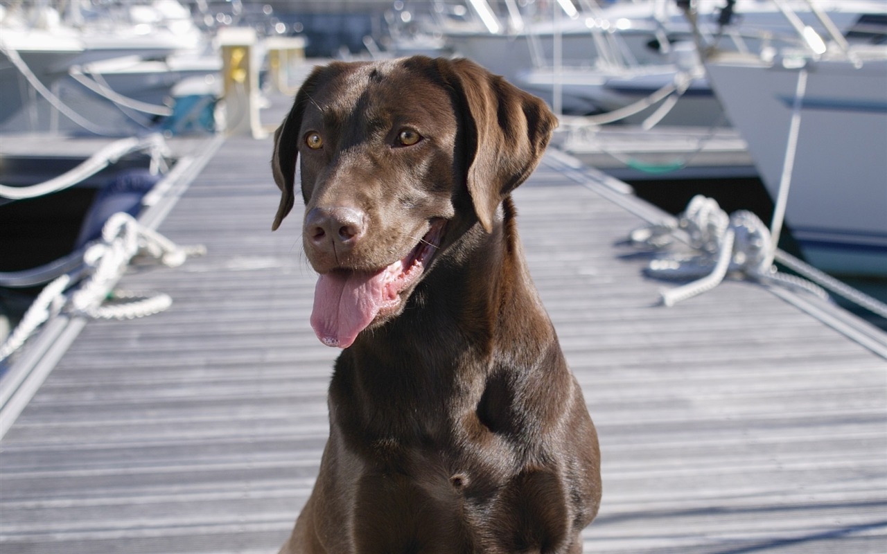 Puppy Photo HD wallpapers (4) #5 - 1280x800