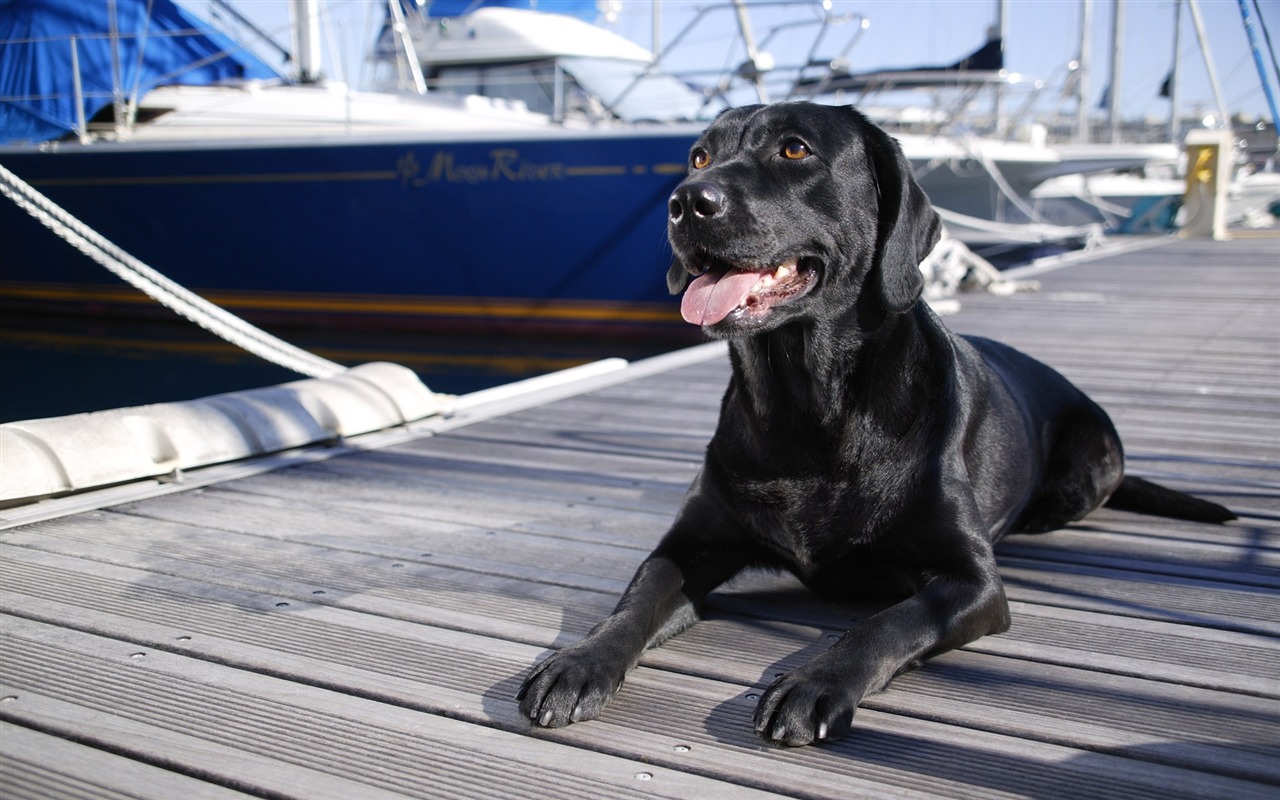 Puppy Foto HD Tapety na plochu (4) #6 - 1280x800