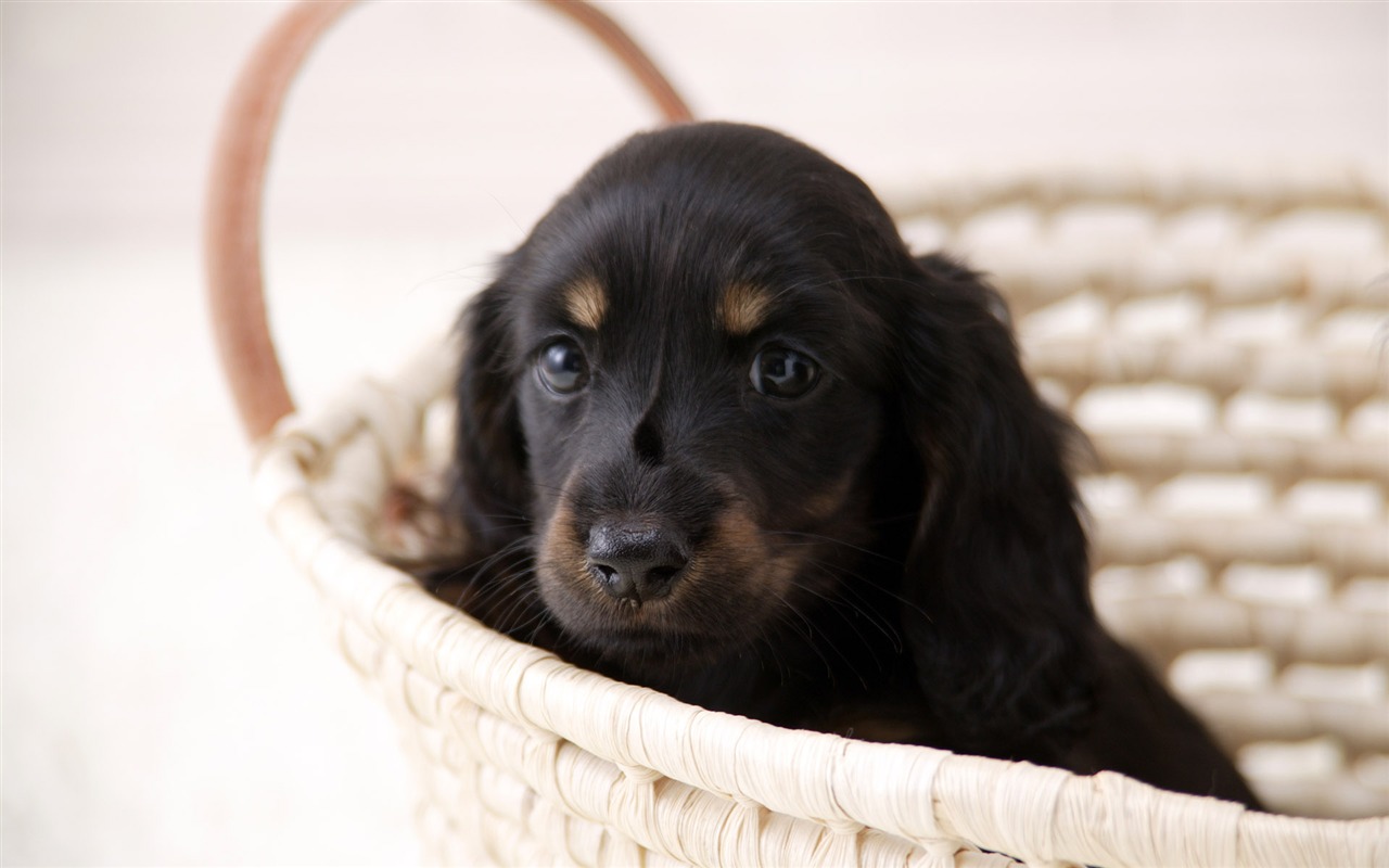 Puppy Foto HD Tapety na plochu (4) #9 - 1280x800