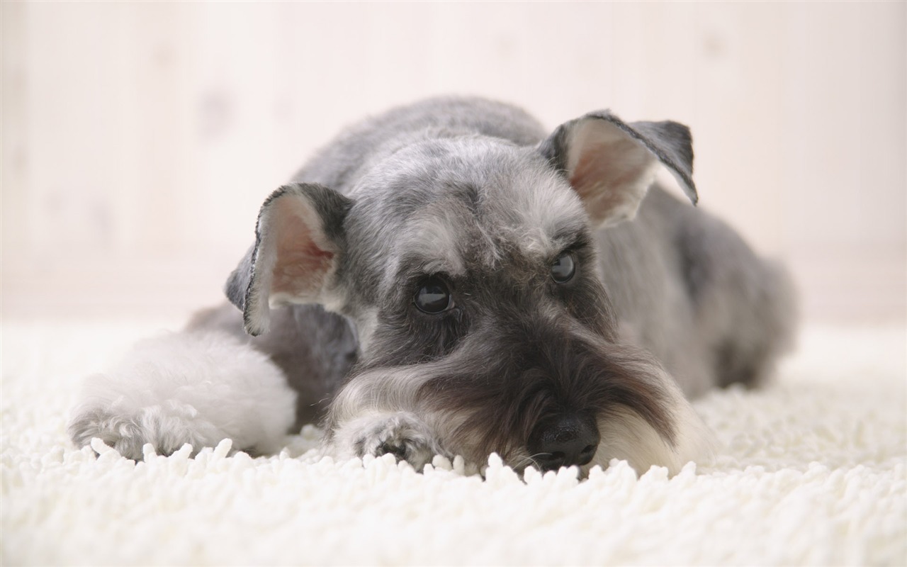 Puppy Foto HD Tapety na plochu (4) #11 - 1280x800