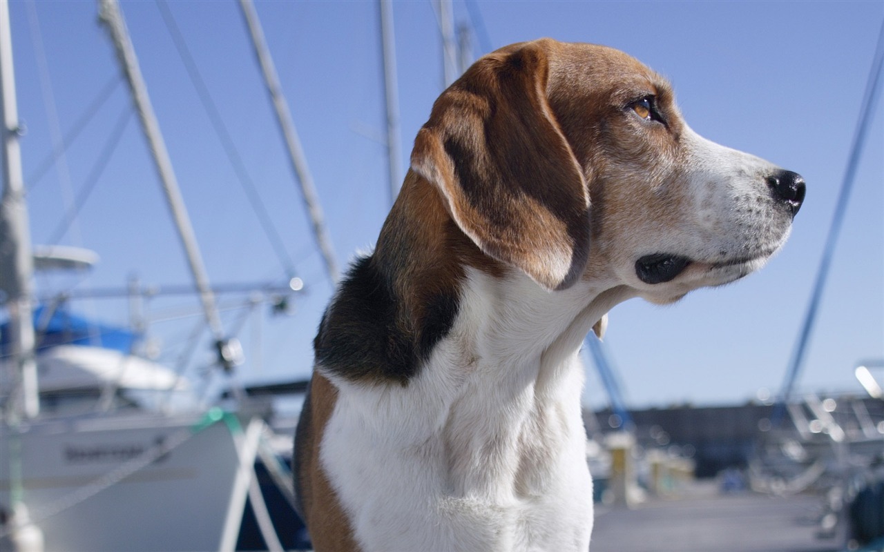 Puppy Photo HD wallpapers (4) #15 - 1280x800