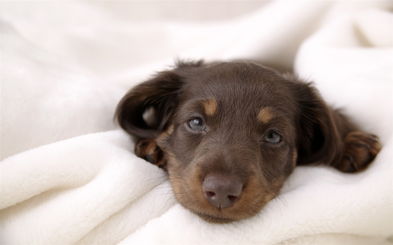 Puppy Foto HD Tapety na plochu (4) #17 - 1280x800
