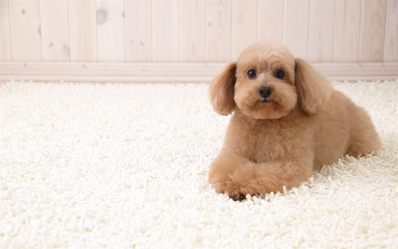 Puppy Foto HD Tapety na plochu (4) #19 - 1280x800