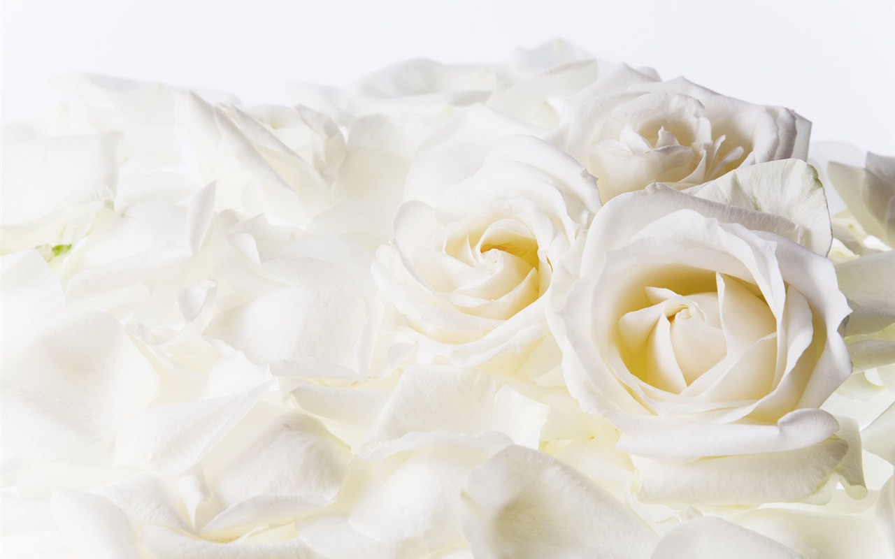 Wedding Flowers Wallpapers (4) #14 - 1280x800