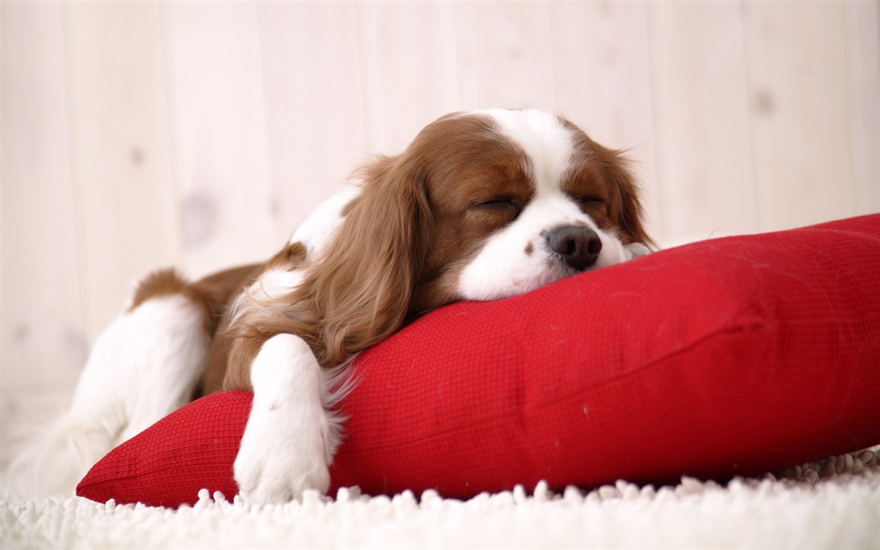 Puppy Foto HD Tapety na plochu (5) #1 - 1280x800