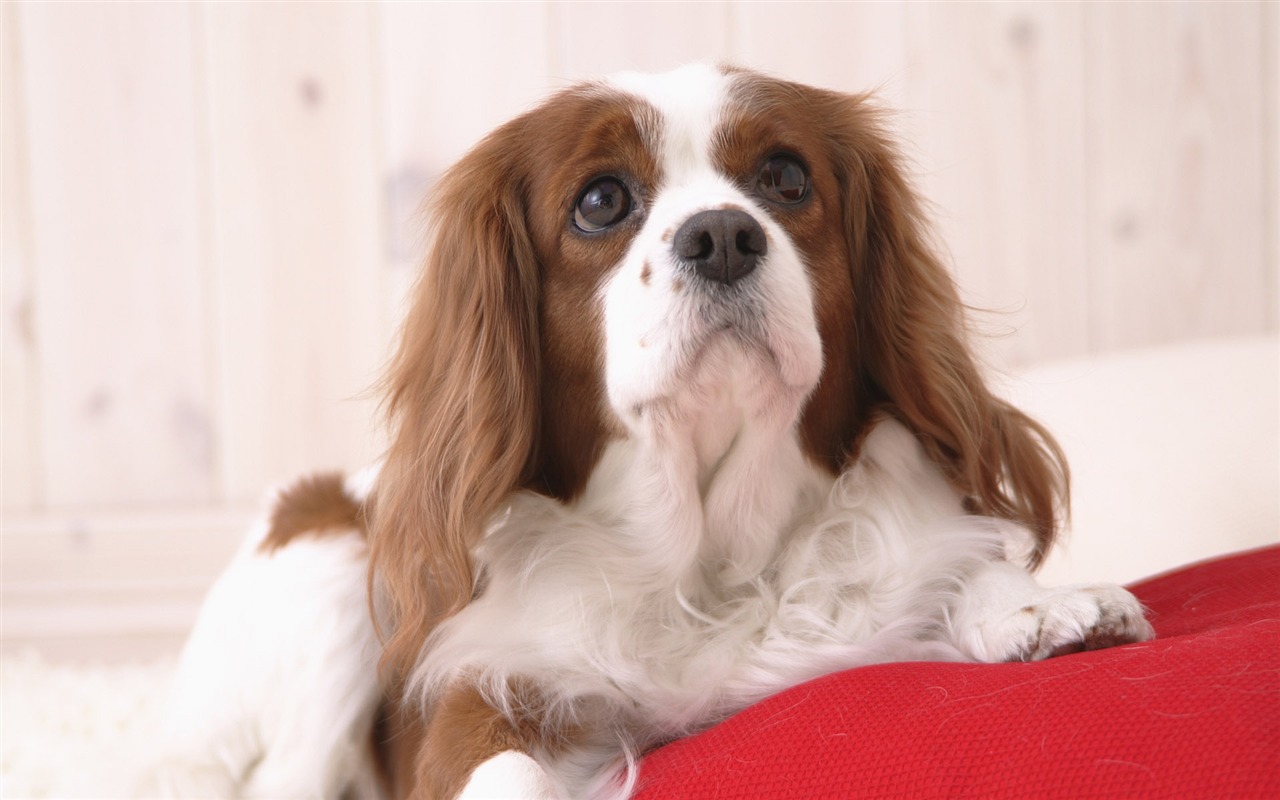 Puppy Foto HD Tapety na plochu (5) #2 - 1280x800