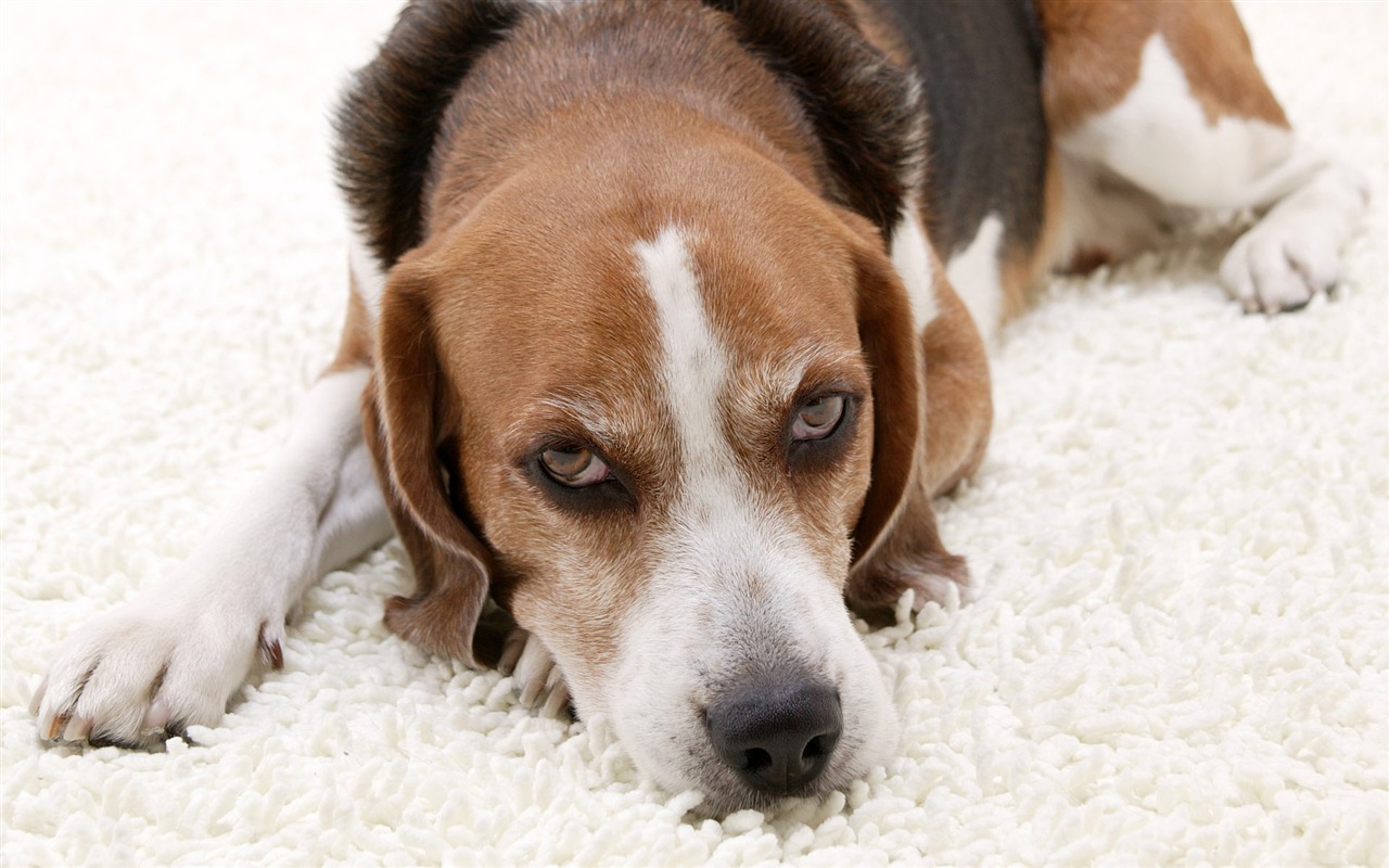 Puppy Foto HD Tapety na plochu (5) #4 - 1280x800