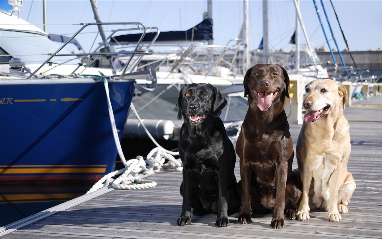 Puppy Photo HD wallpapers (5) #5 - 1280x800