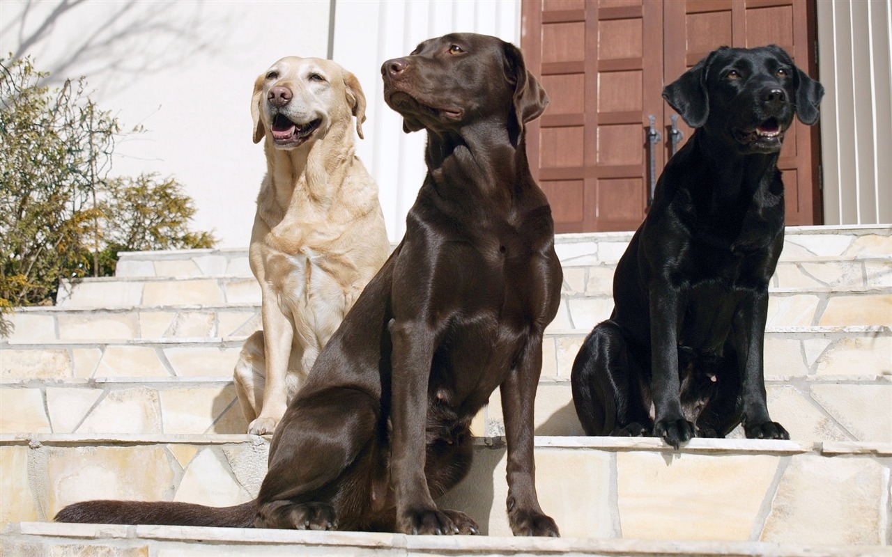 Puppy Foto HD Tapety na plochu (5) #7 - 1280x800