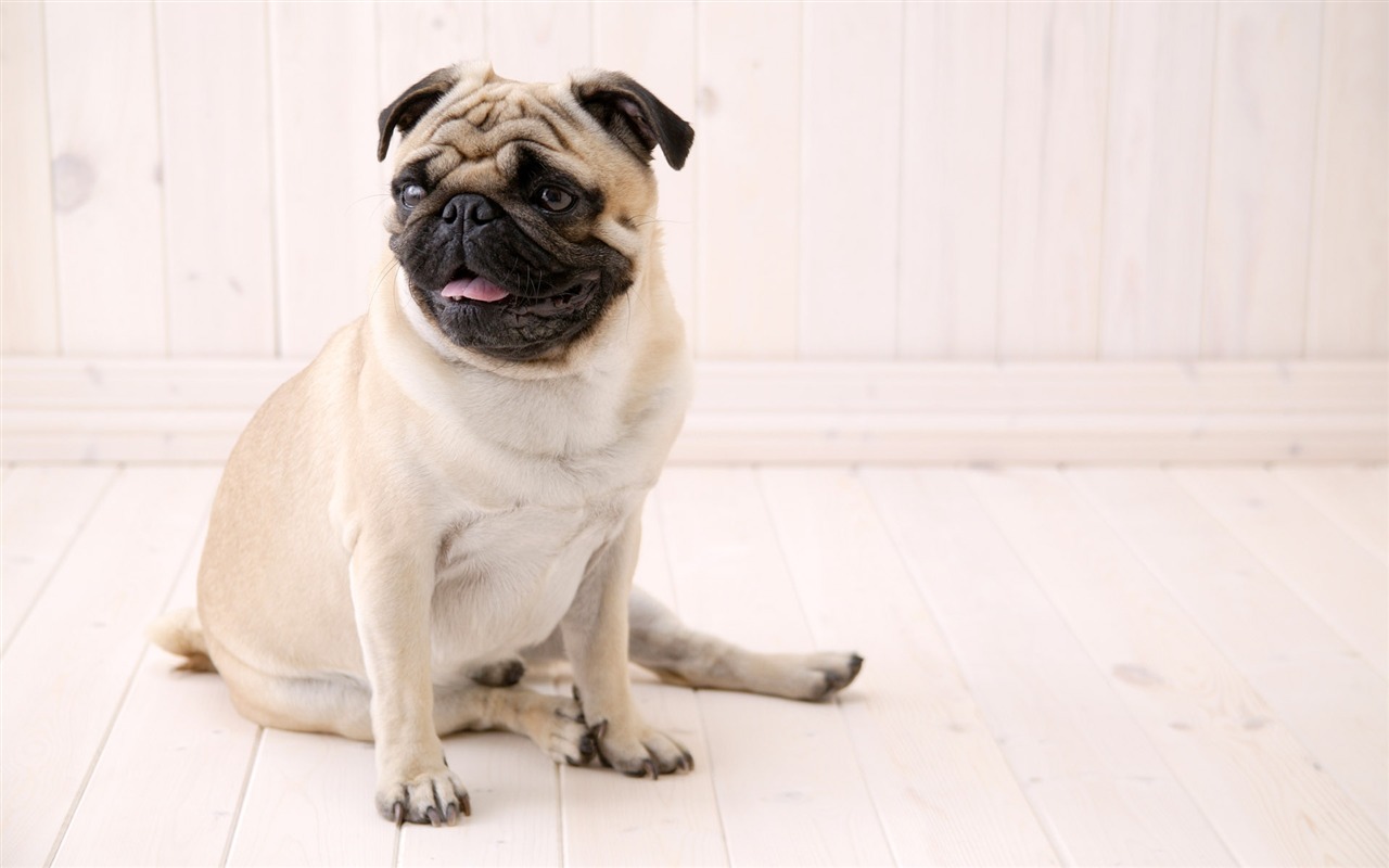 Puppy Foto HD Tapety na plochu (5) #9 - 1280x800