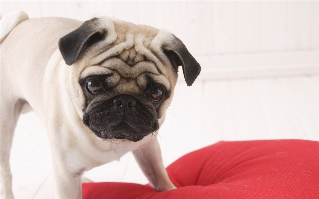 Puppy Foto HD Tapety na plochu (5) #10 - 1280x800