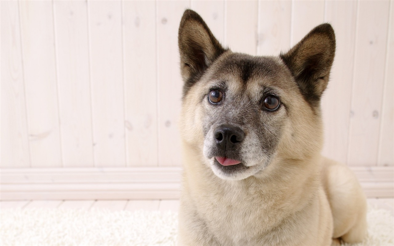 Puppy Foto HD Tapety na plochu (5) #11 - 1280x800