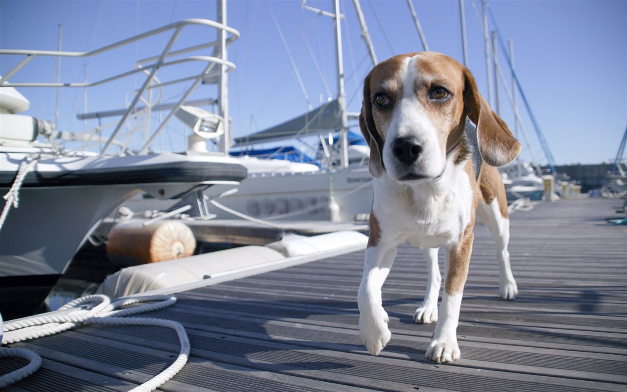 Puppy Foto HD Tapety na plochu (5) #15 - 1280x800