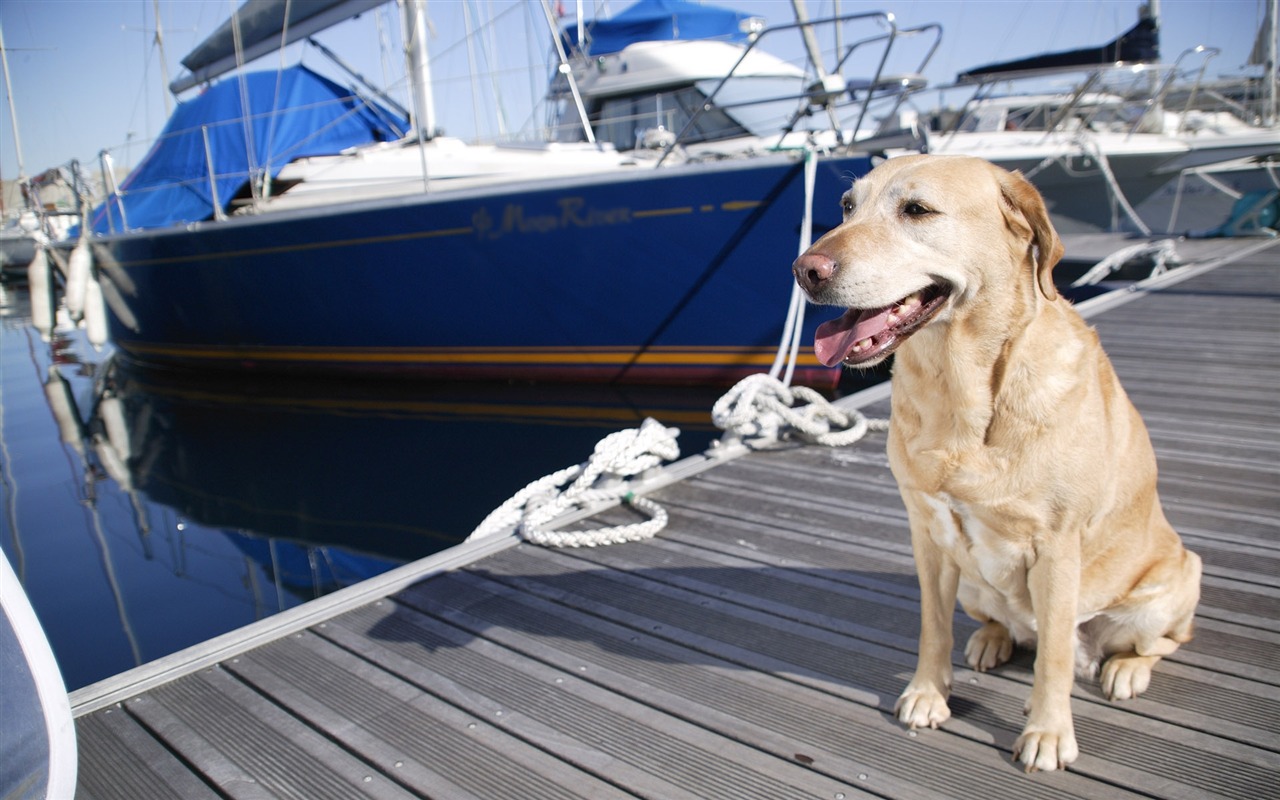 Puppy Photo HD wallpapers (5) #16 - 1280x800