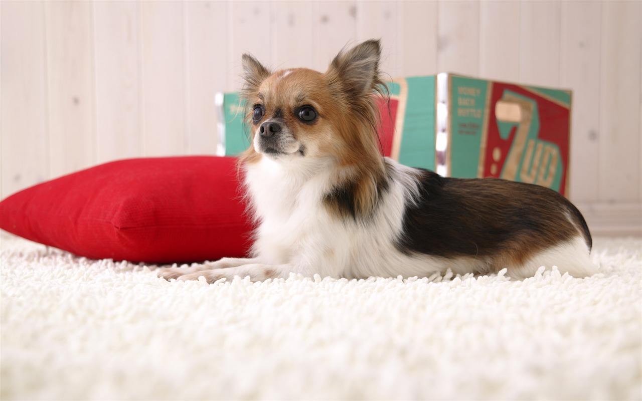 Puppy Foto HD Tapety na plochu (5) #18 - 1280x800