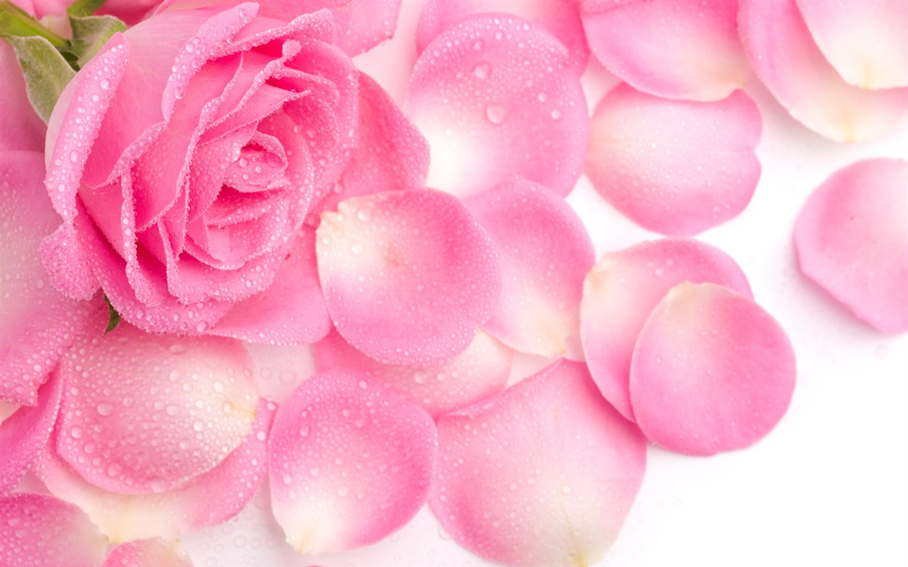 Rose Photo Wallpaper (2) #1 - 1280x800