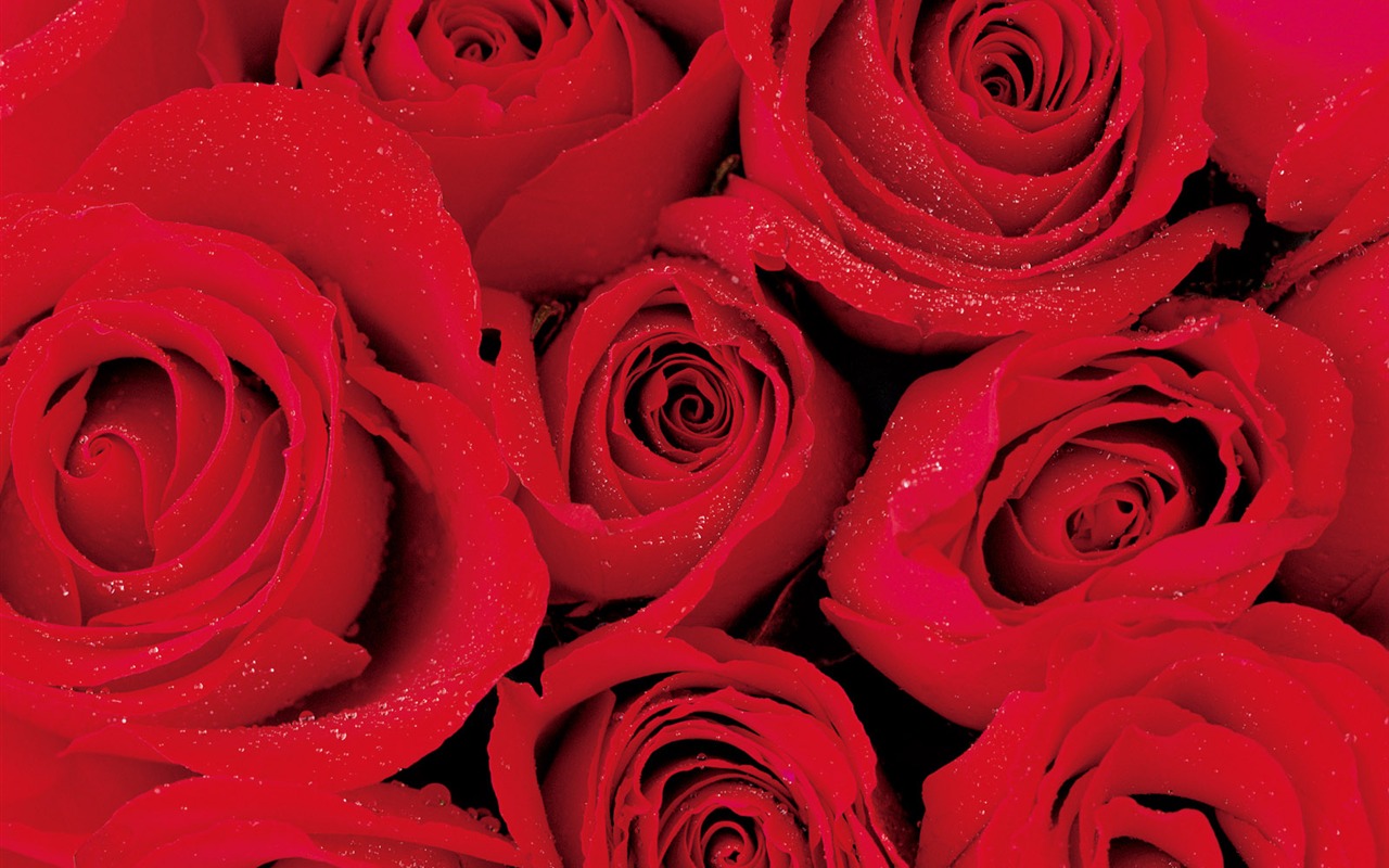 Rose Photo Wallpaper (2) #2 - 1280x800