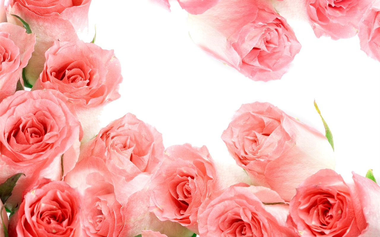 Rose Photo Wallpaper (2) #4 - 1280x800