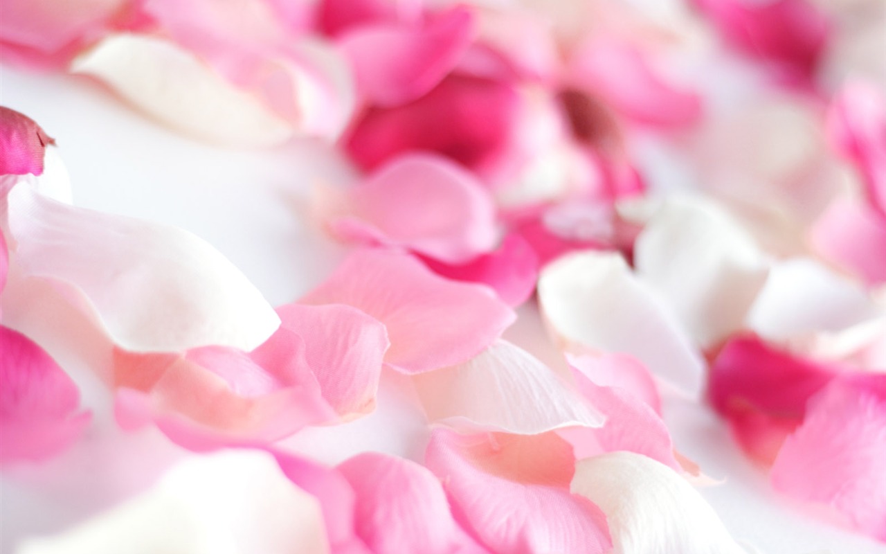 Rose Foto tapety (2) #5 - 1280x800