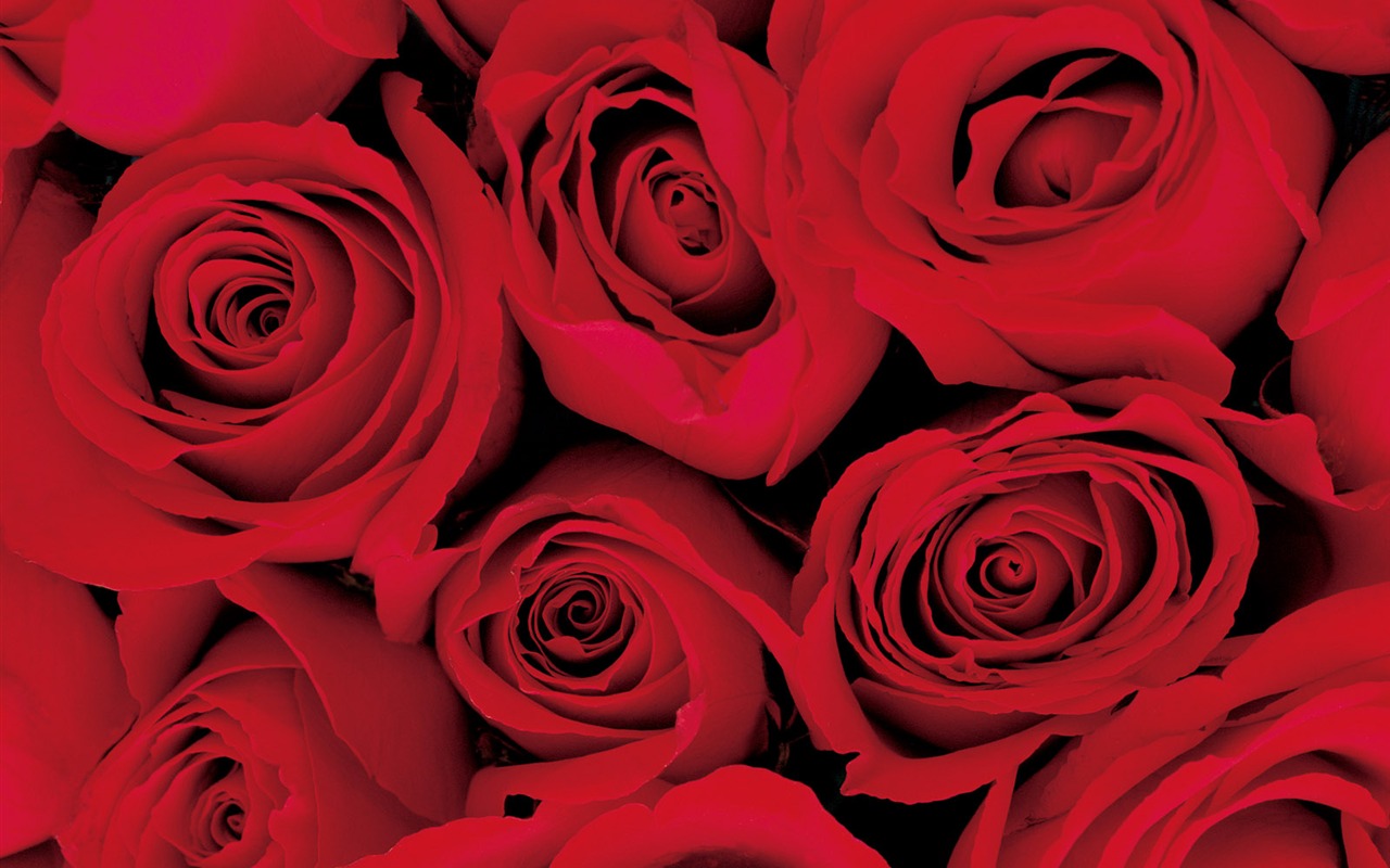Rose Photo Wallpaper (2) #6 - 1280x800