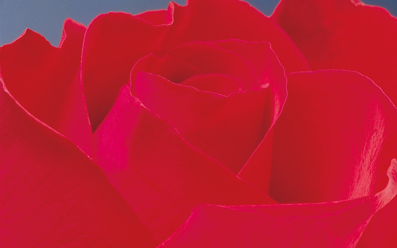 玫瑰写真 壁纸(二)9 - 1280x800
