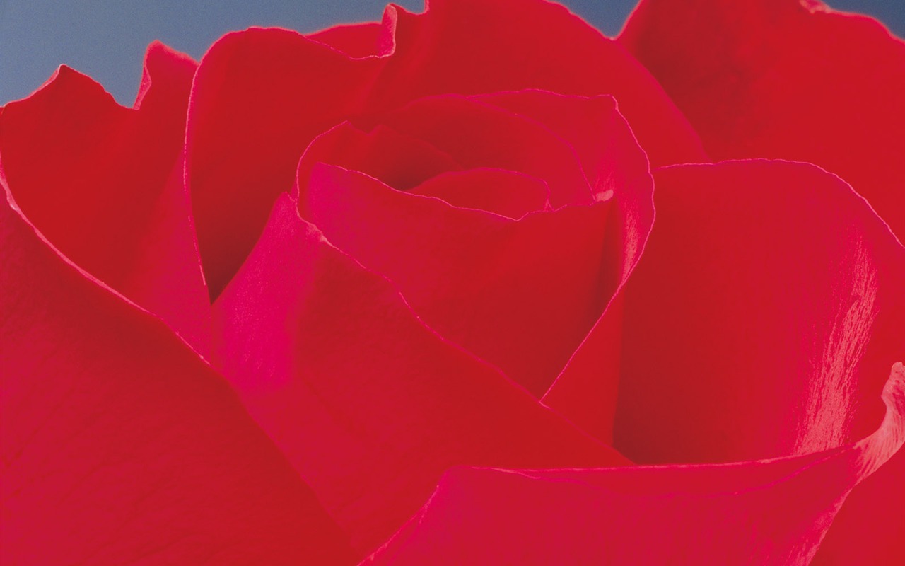 Rose Photo Wallpaper (2) #9 - 1280x800