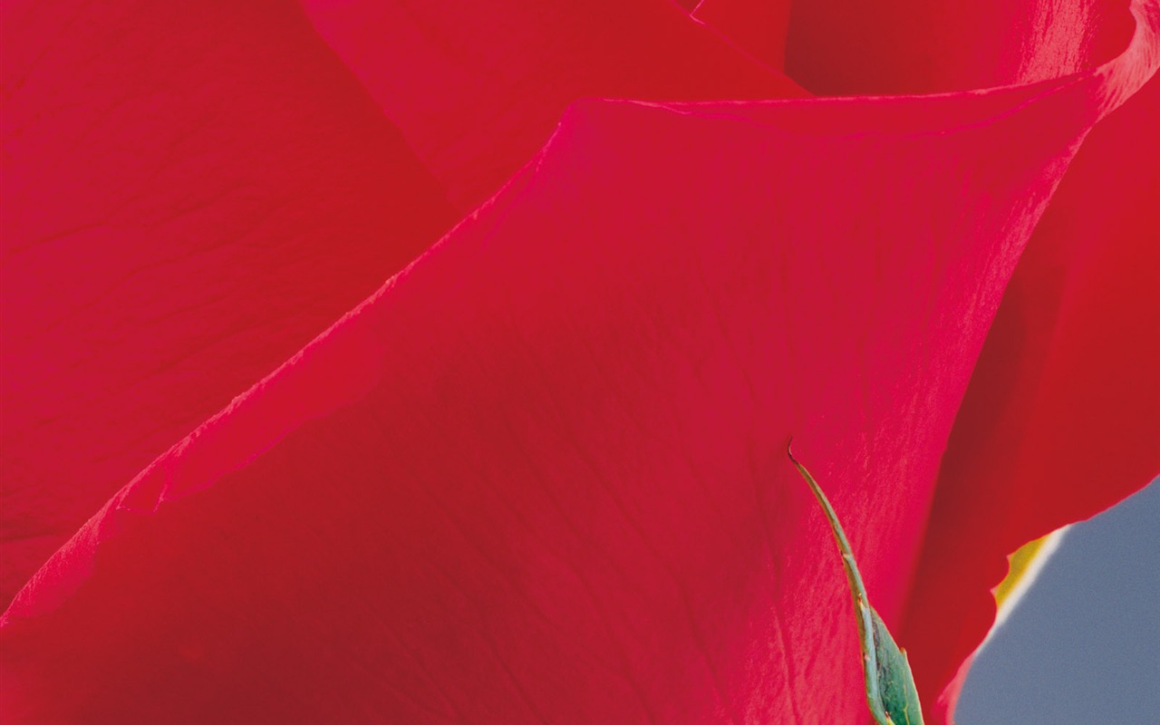 Rose Photo Wallpaper (2) #10 - 1280x800