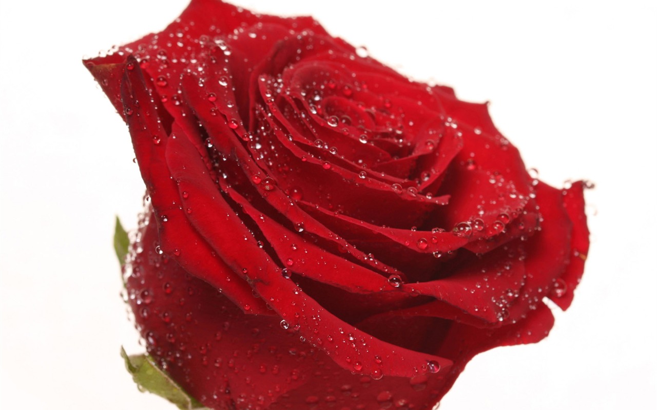 Rose Photo Wallpaper (2) #11 - 1280x800