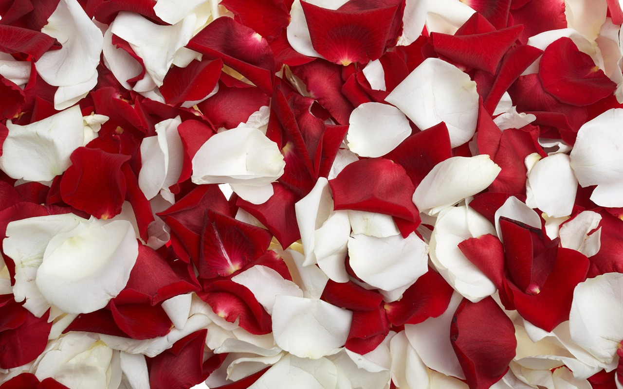 Rose Photo Wallpaper (2) #15 - 1280x800