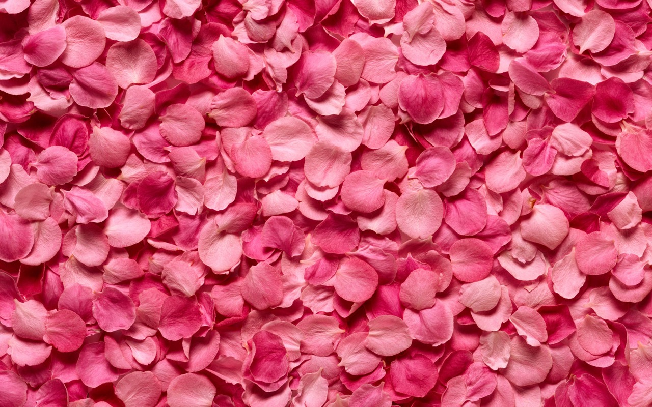 Rose Photo Wallpaper (2) #16 - 1280x800