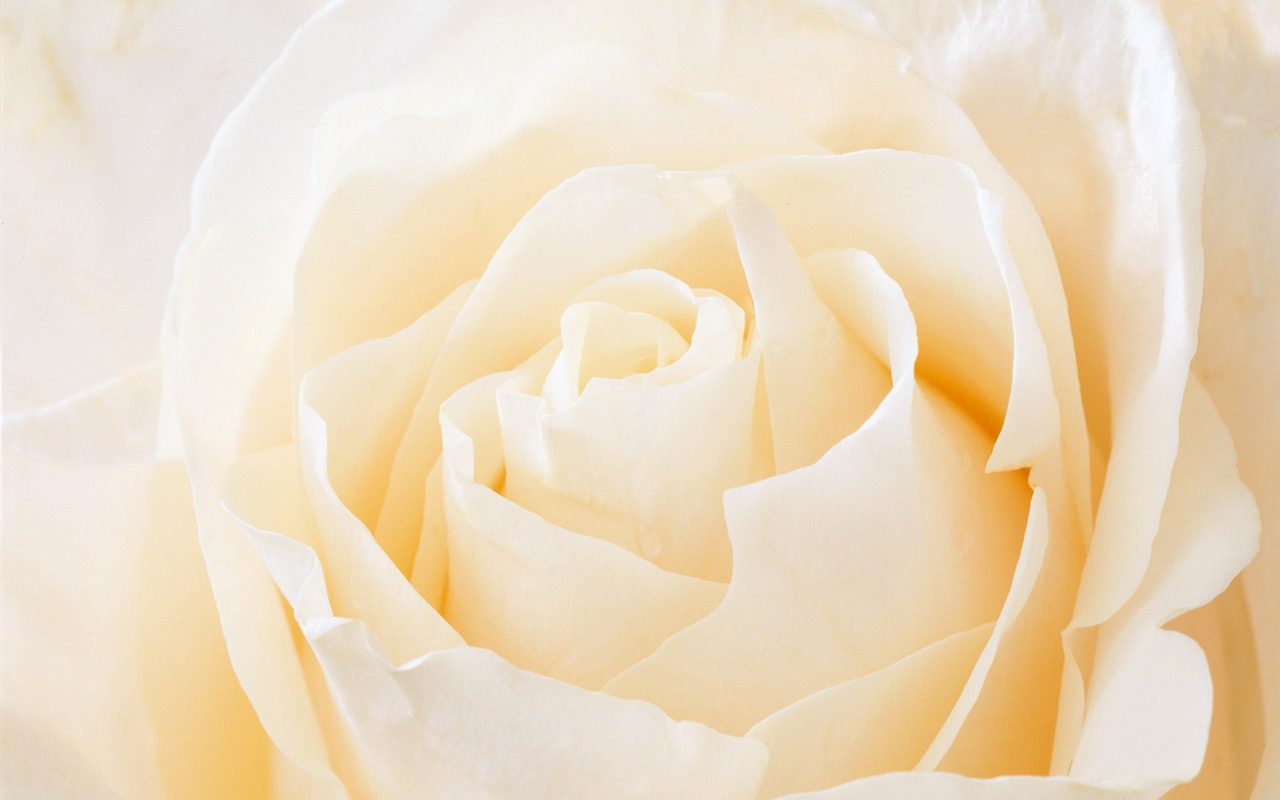 Rose Photo Wallpaper (2) #17 - 1280x800