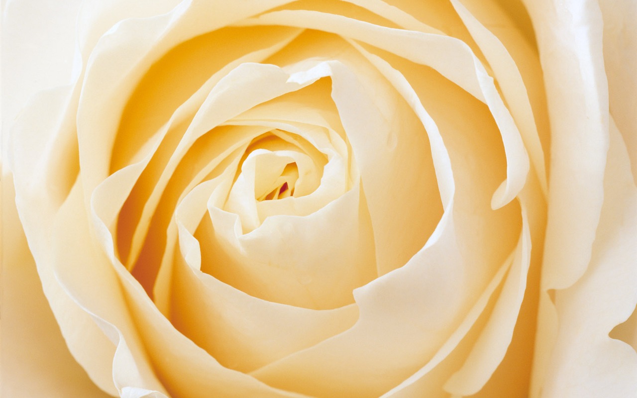 Rose Foto tapety (2) #18 - 1280x800