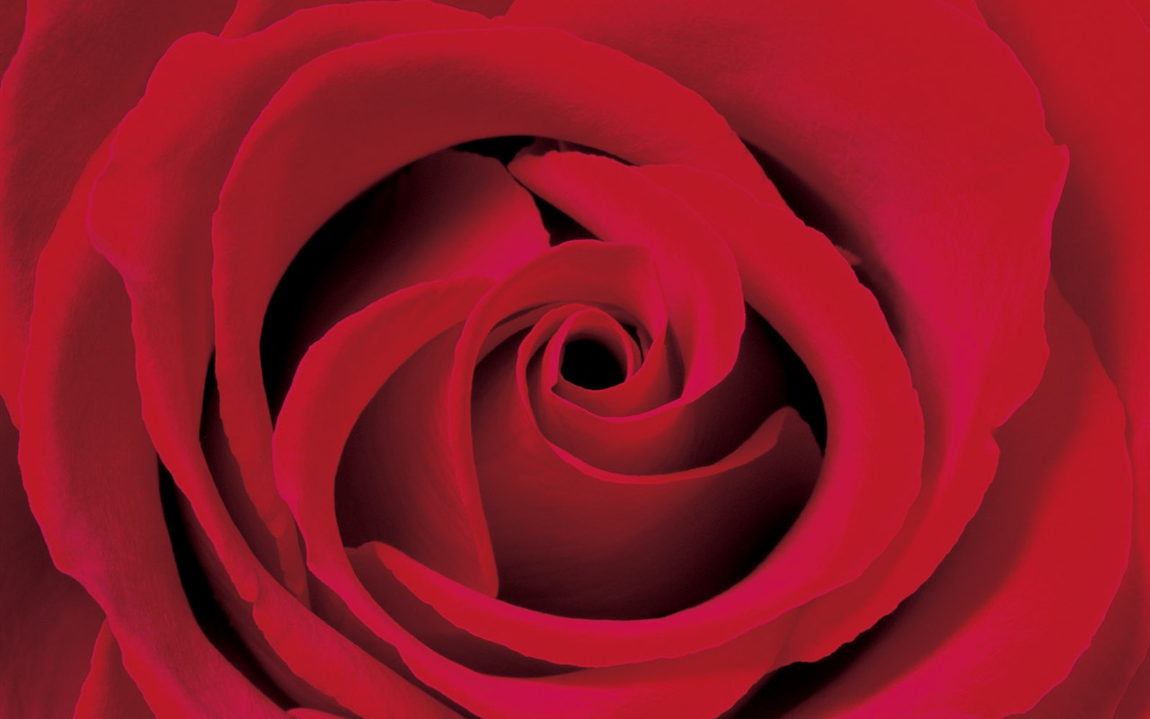 Rose Photo Wallpaper (2) #20 - 1280x800