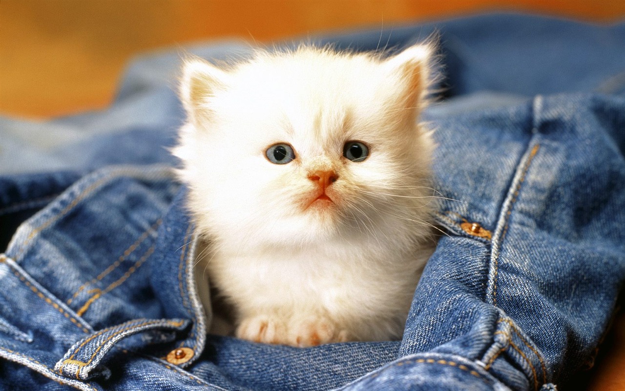 1600 Cat Foto tapety (1) #1 - 1280x800