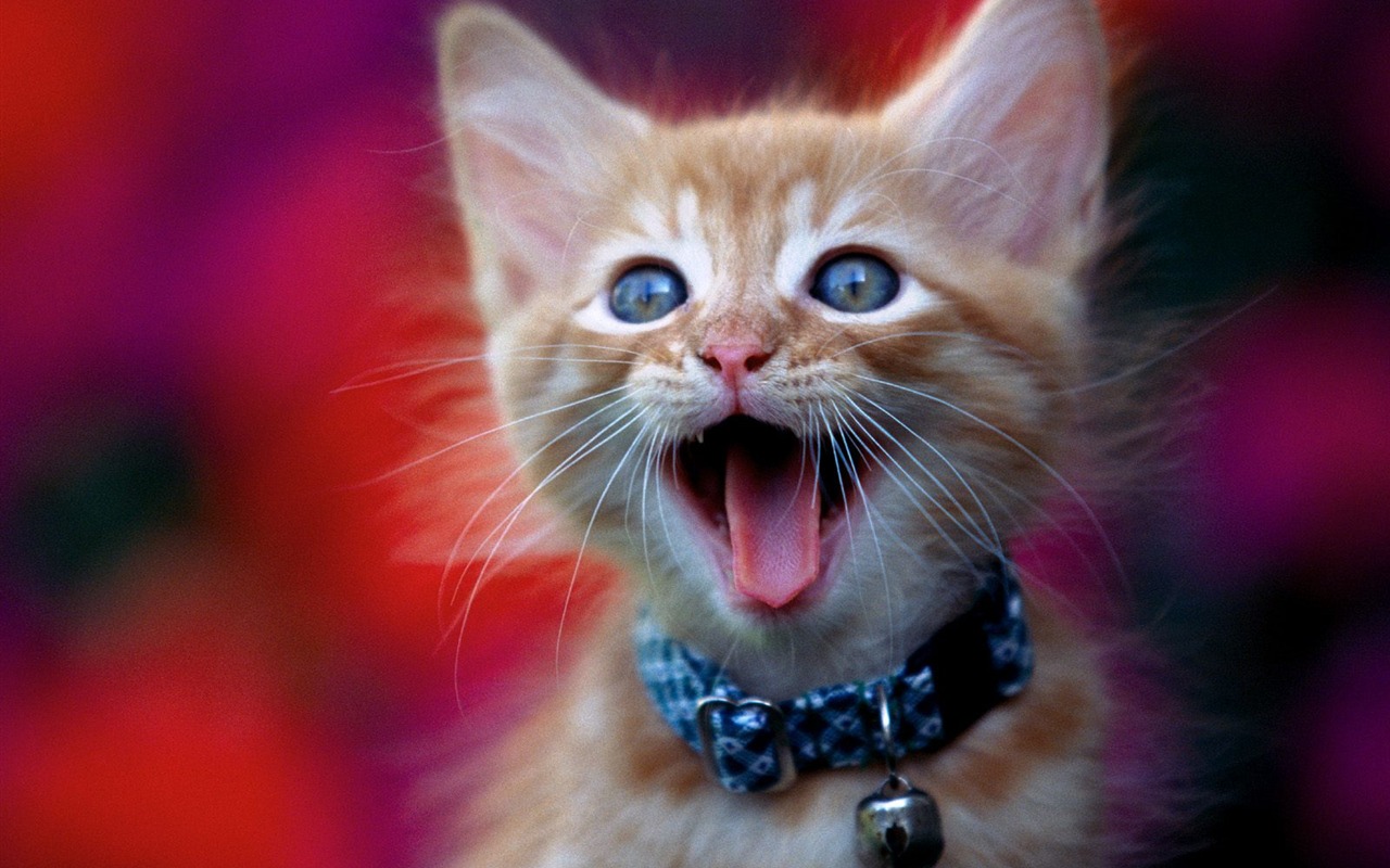 1600 Cat Foto tapety (1) #2 - 1280x800