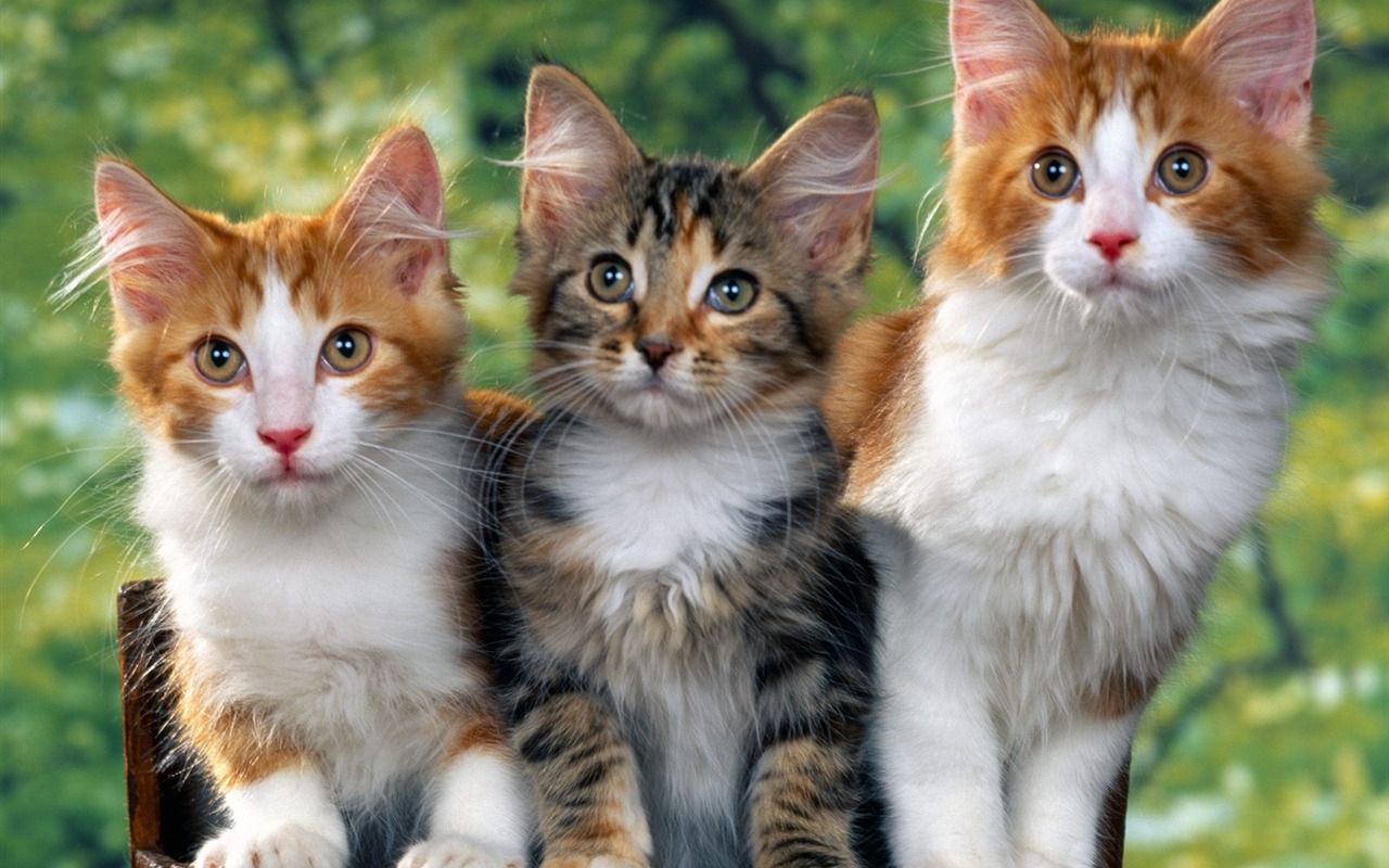 1600猫咪写真 壁纸(一)3 1280x800