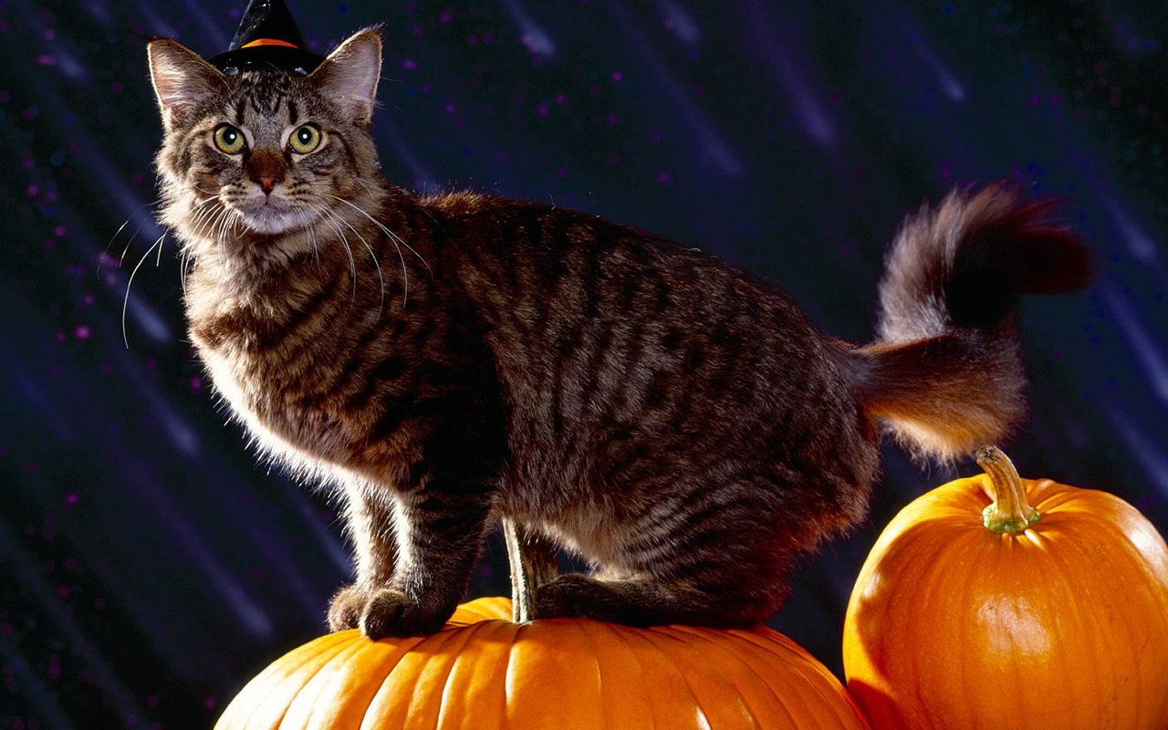 1600 Cat Foto tapety (1) #5 - 1280x800