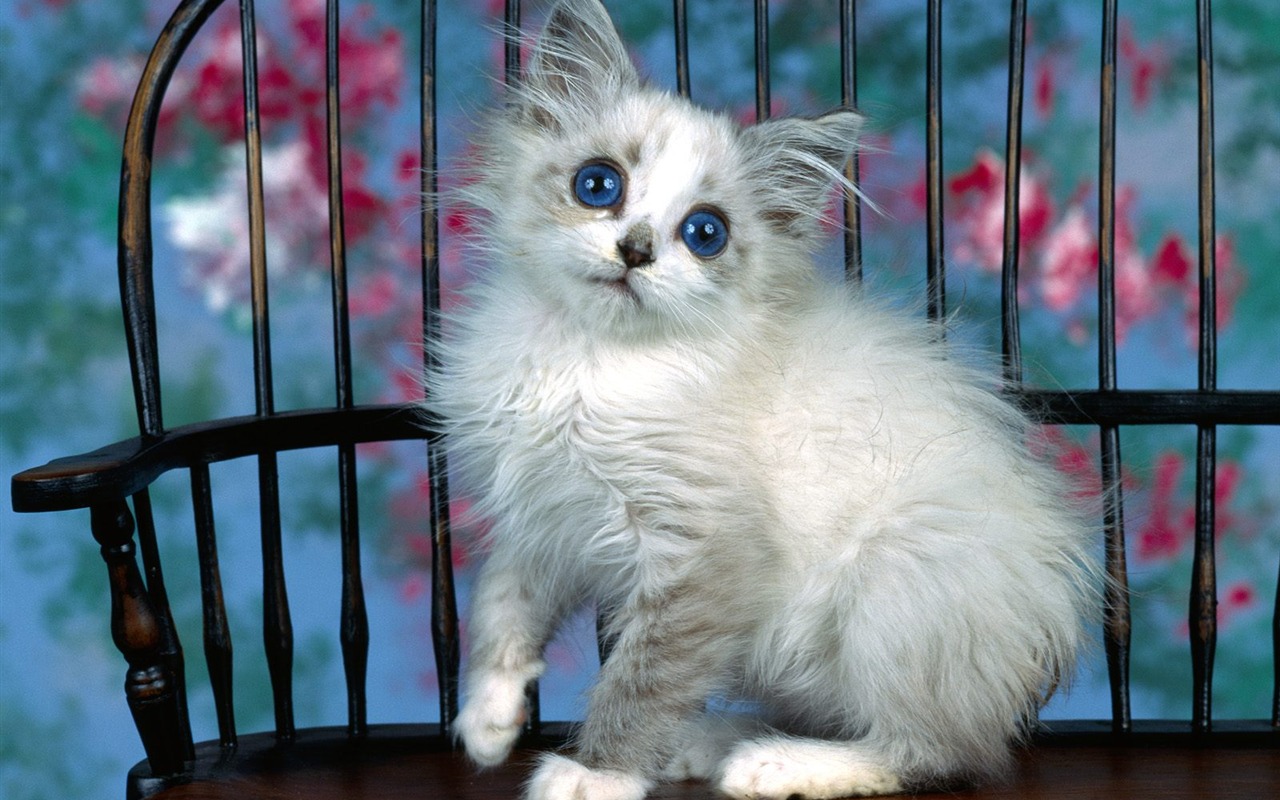 1600 Cat Foto tapety (1) #6 - 1280x800