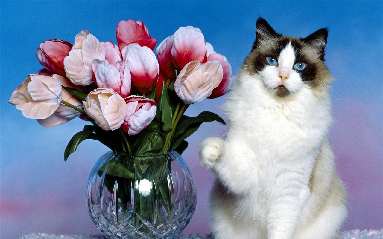 1600 Cat Foto tapety (1) #7 - 1280x800